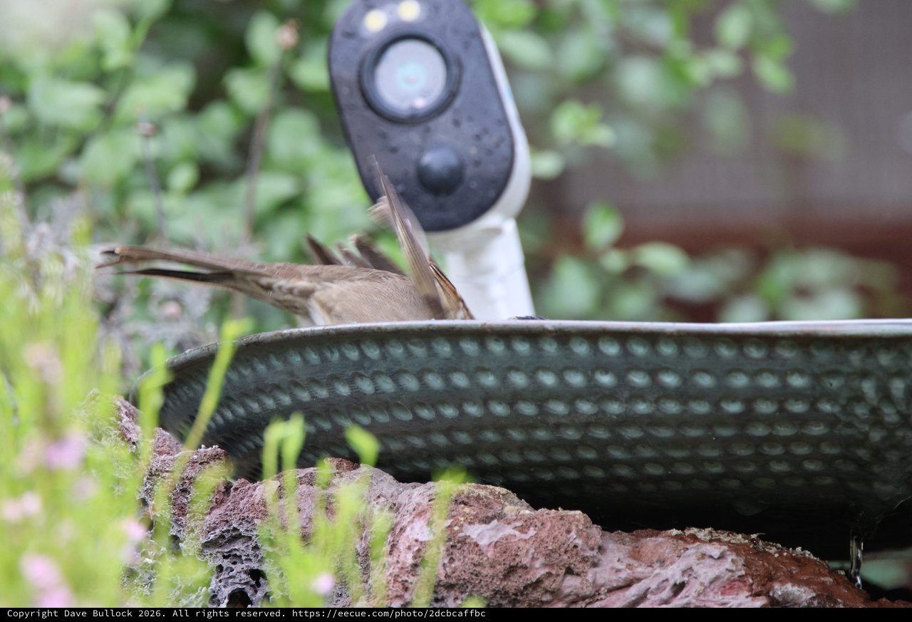 House Sparrow Bathing in Textured Garden Basin