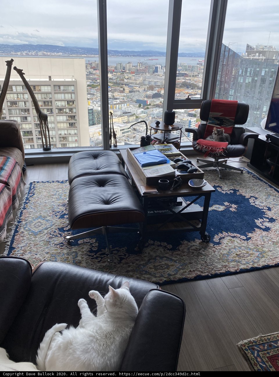 Cozy Living Room with a Feline Friend