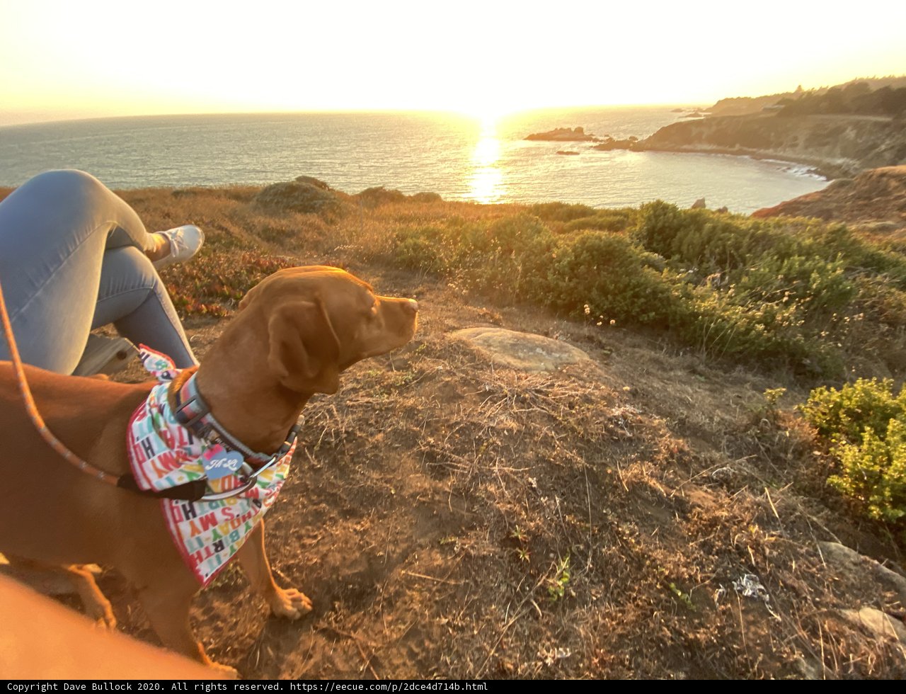 Hilltop Hound