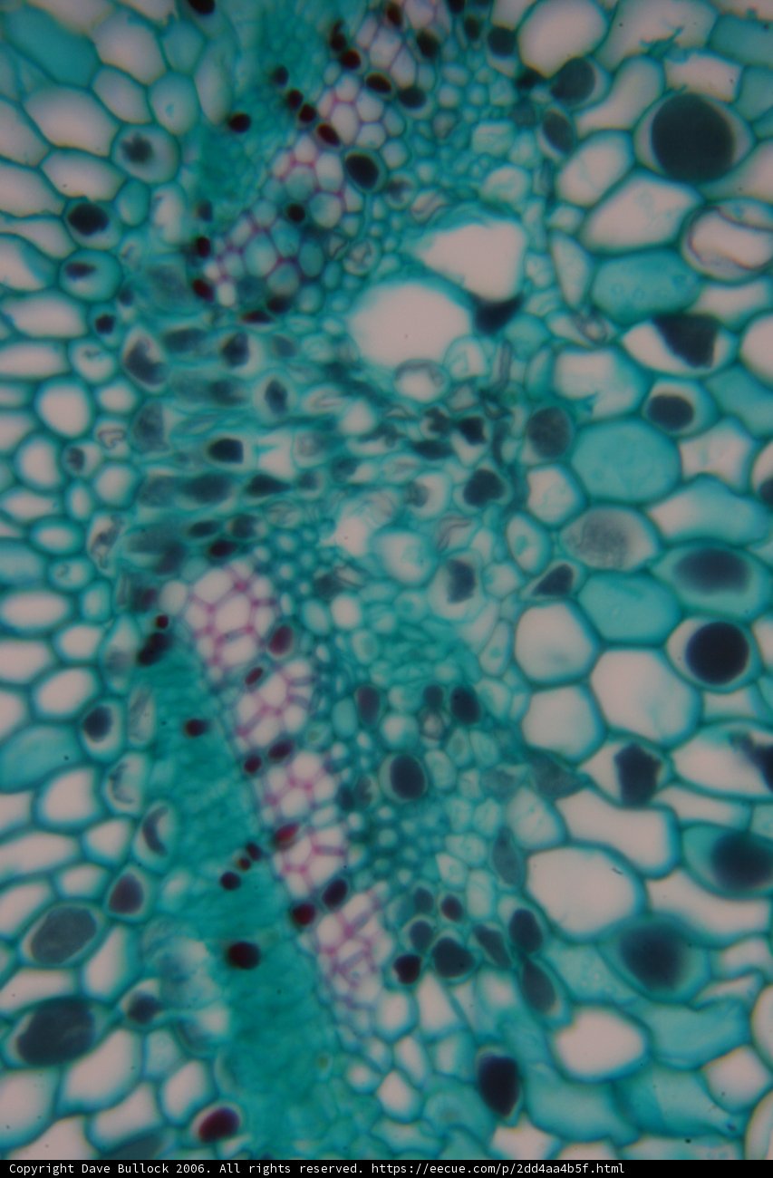 Cellular Turquoise