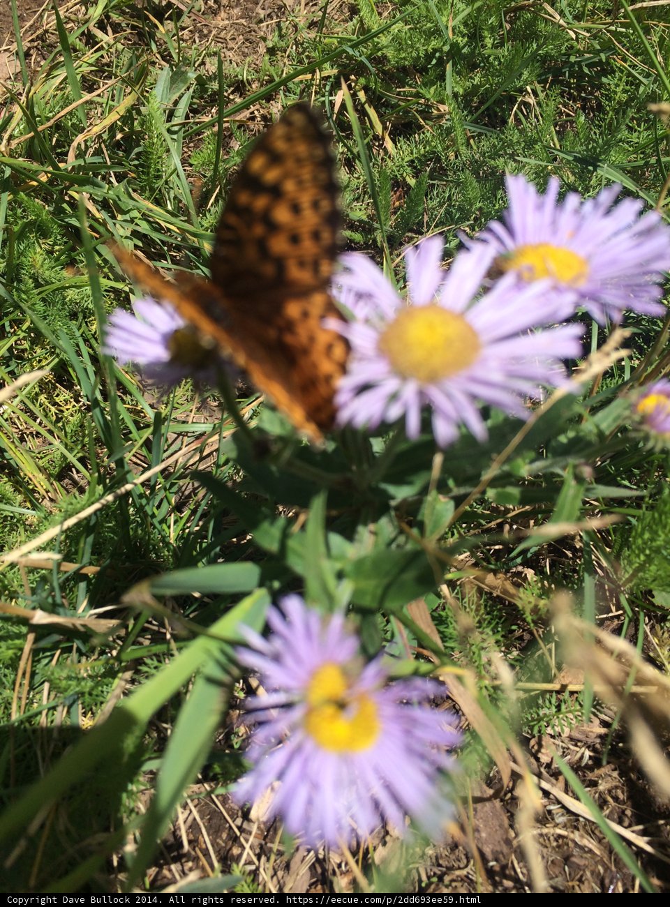 A Butterfly's Perfect Landing on a Daisy
