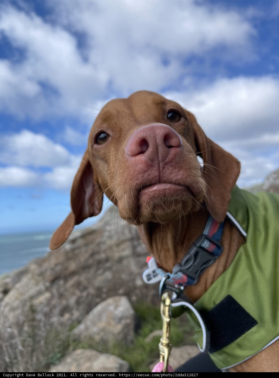 Sky-gazing Canine