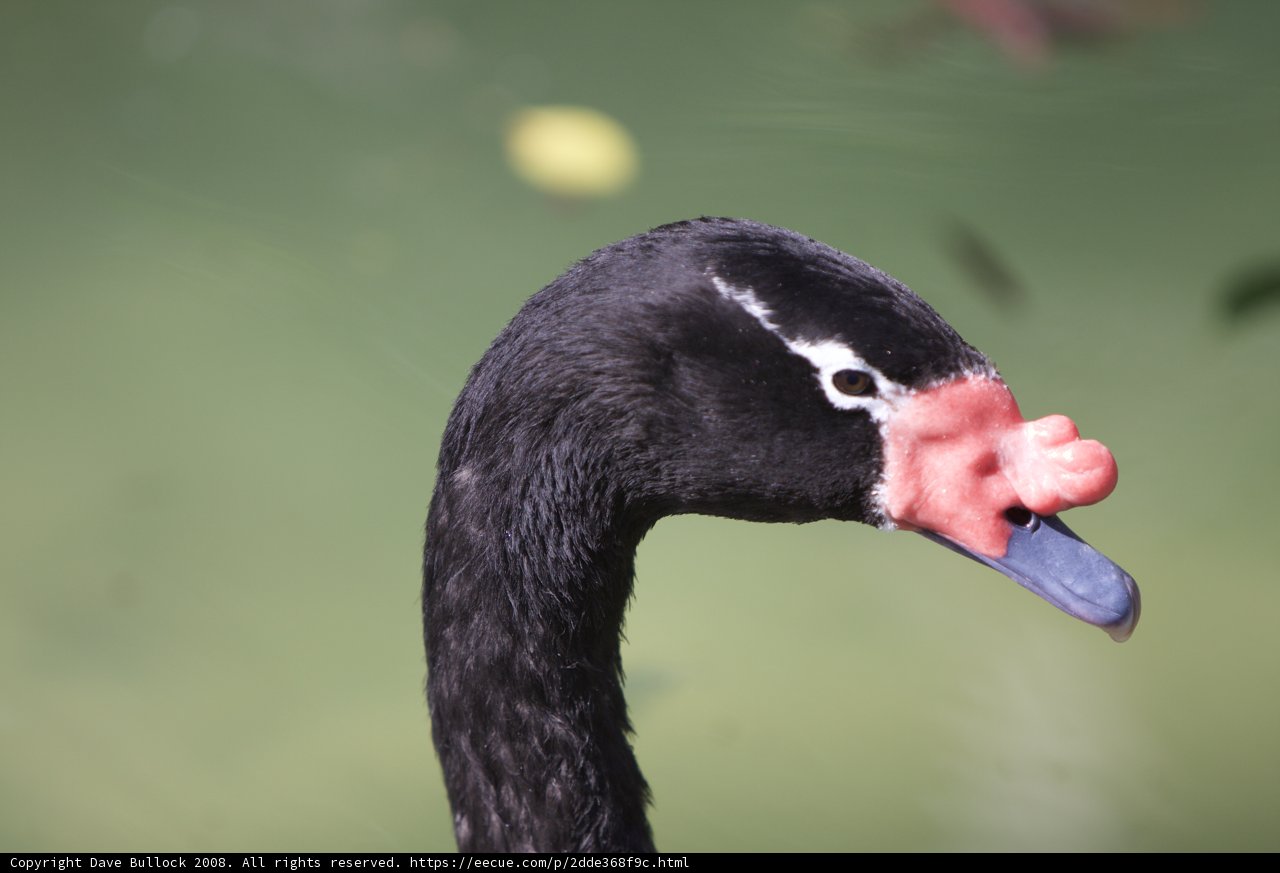 Colorful Black Swan