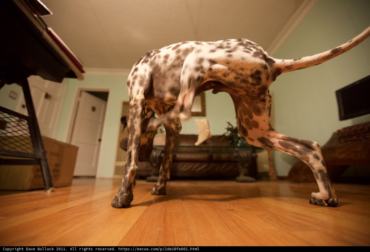 Canine Flooring