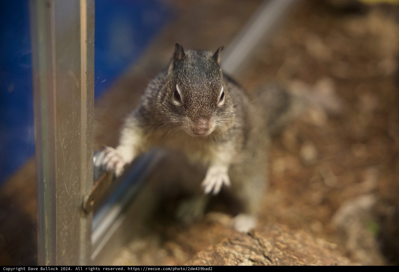 Squirrel's Day Out