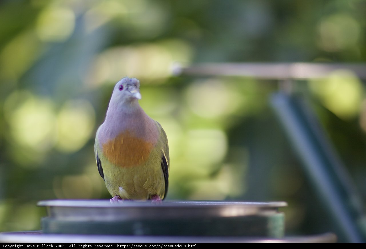 Bowl Perch