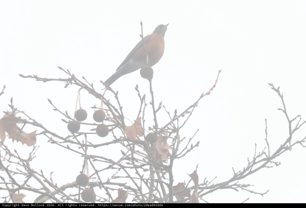 American Robin Perched in Foggy Winter Tree