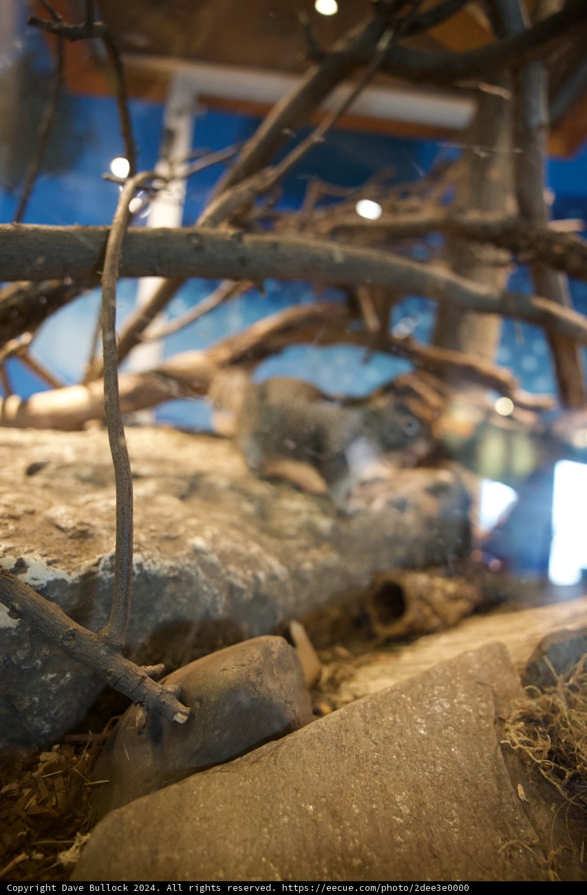 Nature's Artistry: A Union of Rock and Wood.