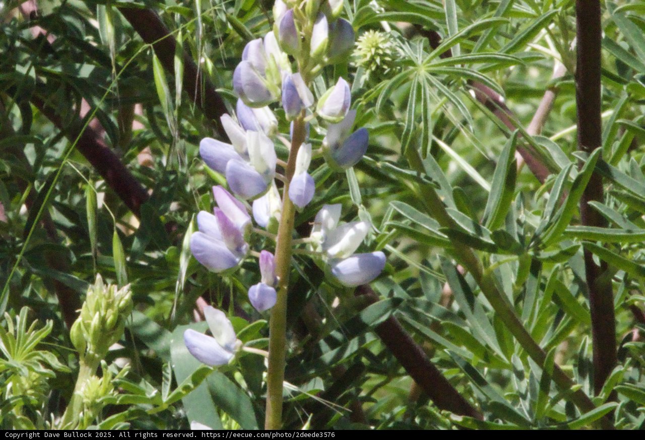 Blossoms of Spring: Lupine at Palo Corona