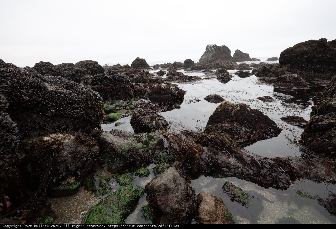 Rugged Tide Pools at Low Tide on Foggy Coast