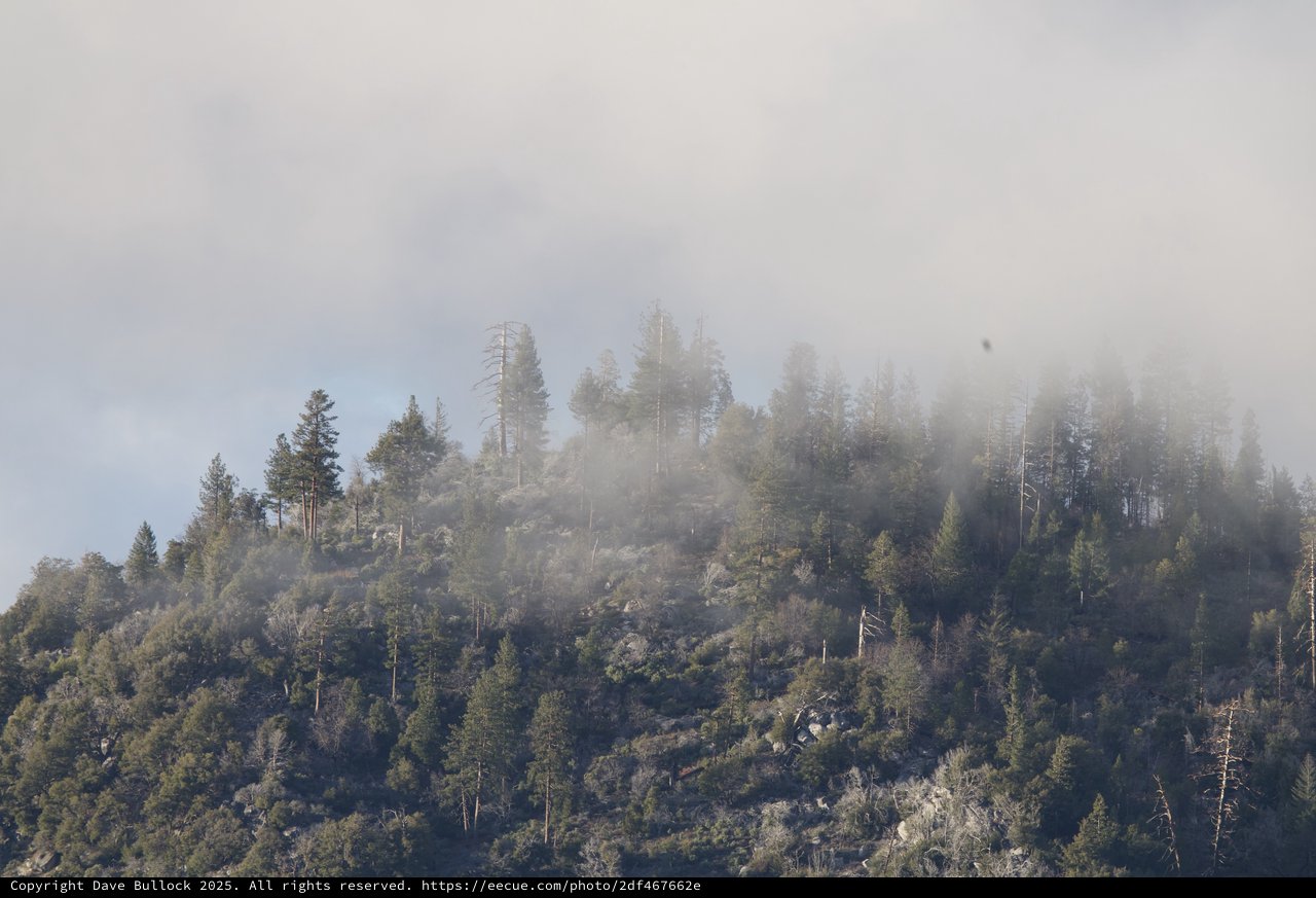 Misty Mountain Forest Emerging from Morning Fog