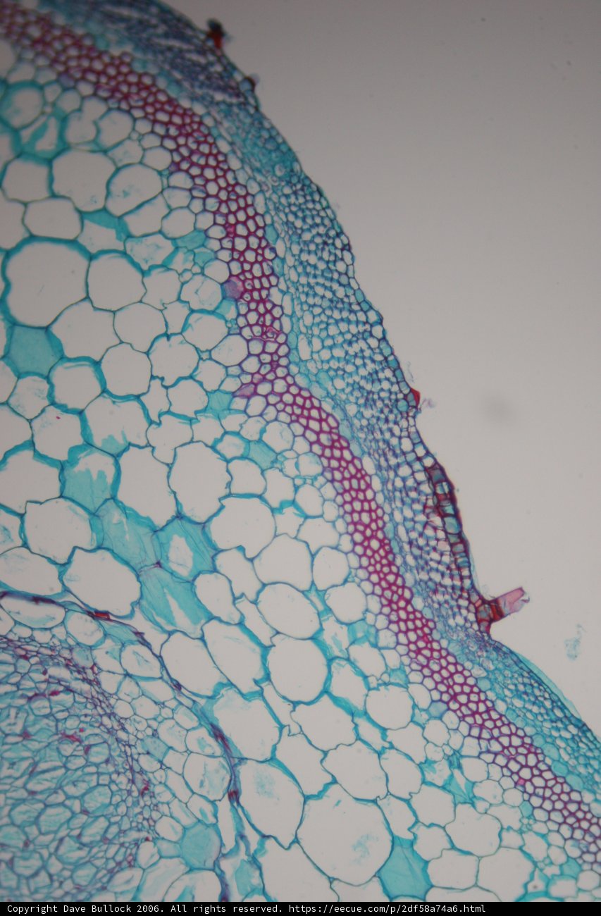 Colorful Stem