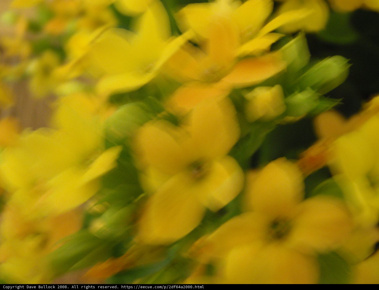 Blurry Yellow Flowers in 2008
