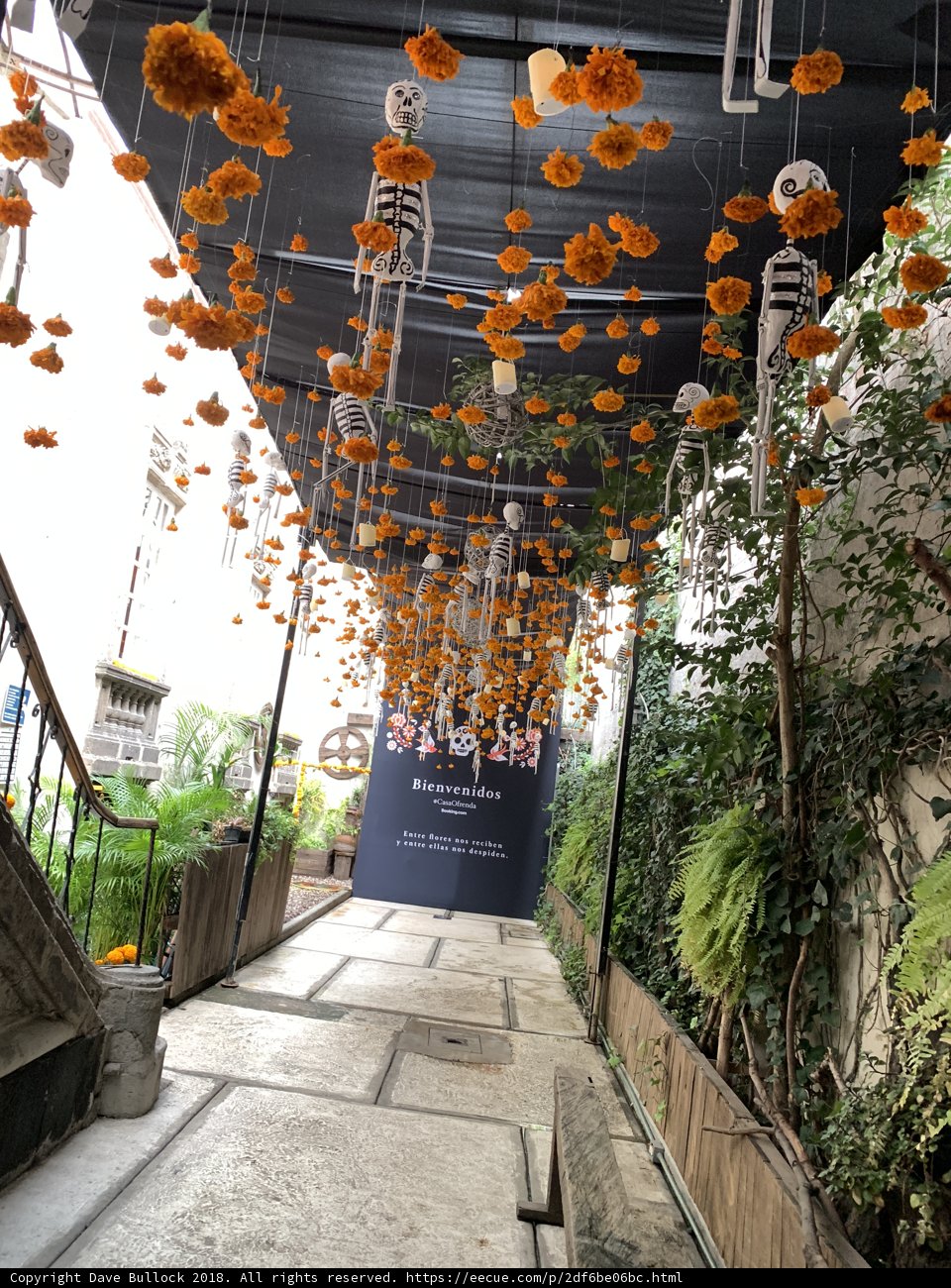 Orange Oasis