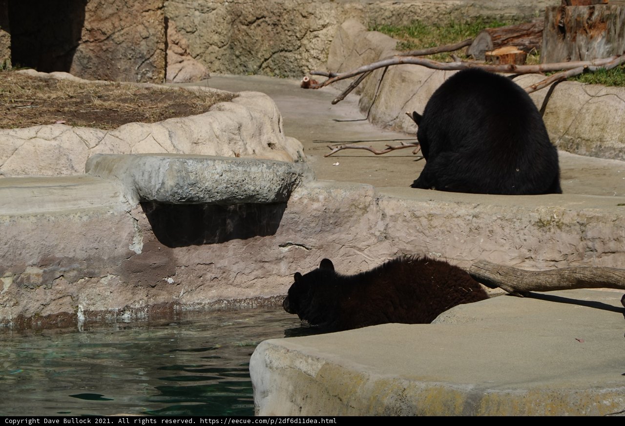 Black Bears in Zoo Enclosure