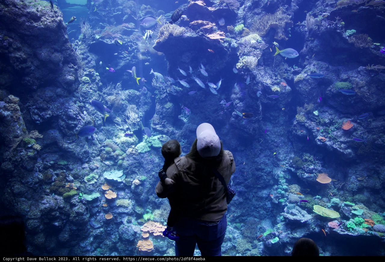 Unveiling the Wonders of the Deep
