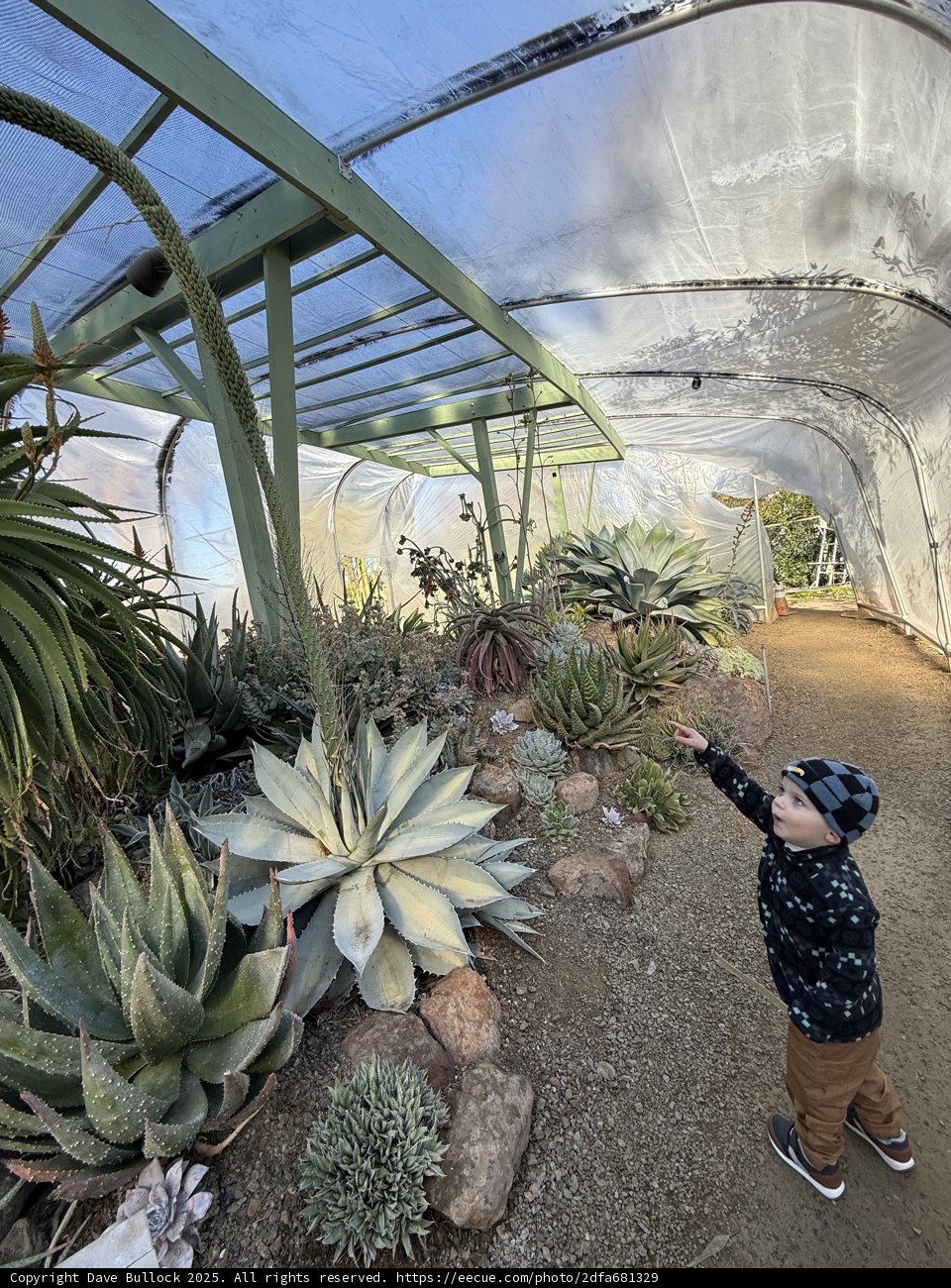 Enchantment in the Succulent Sanctuary