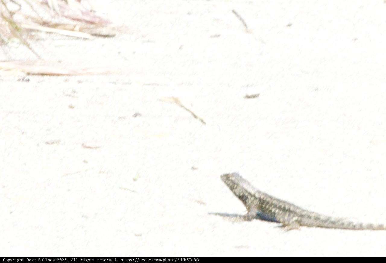 Basking Beauty of Palo Corona