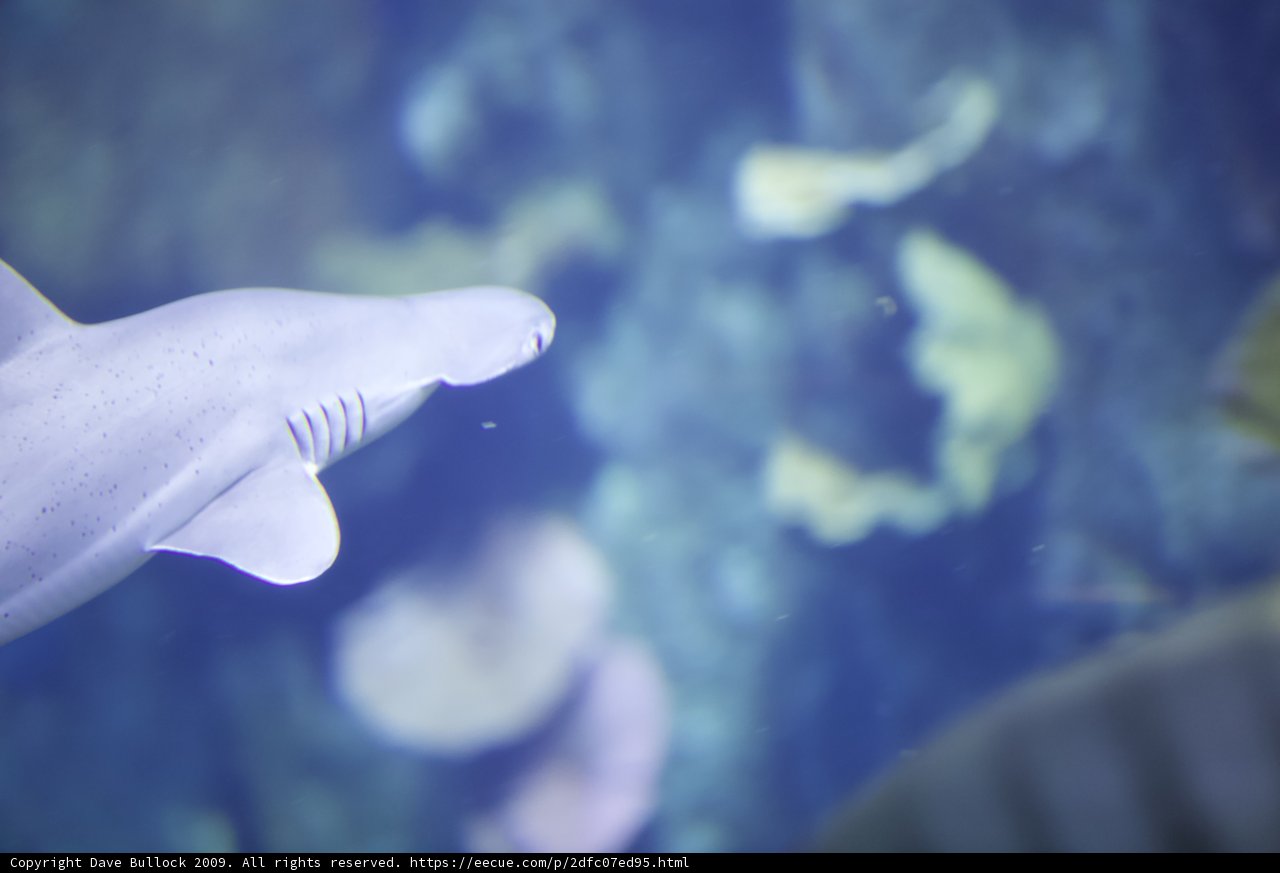 Shark and Fish in Aquarium