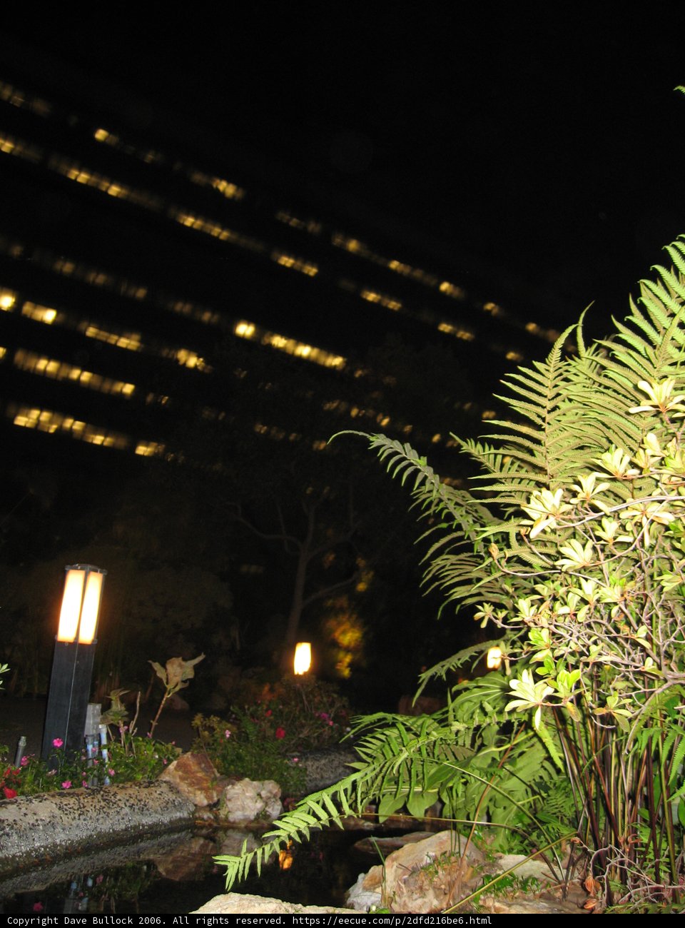Nighttime Fern