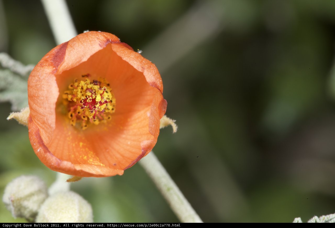 Sunshine Bloom