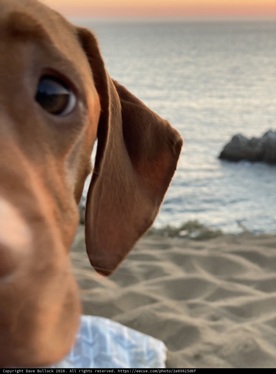 Beach Buddies