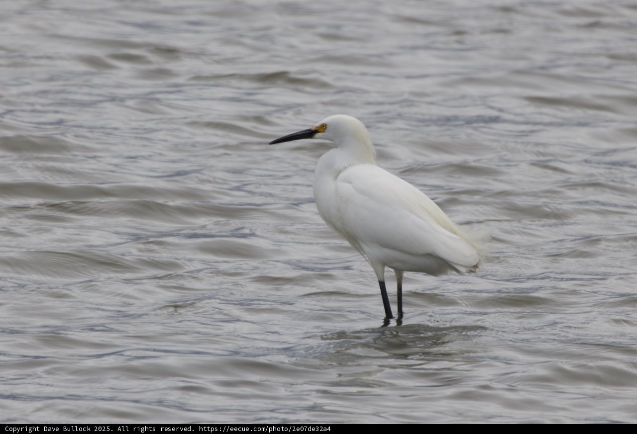 Graceful Sentinel of the Wetlands