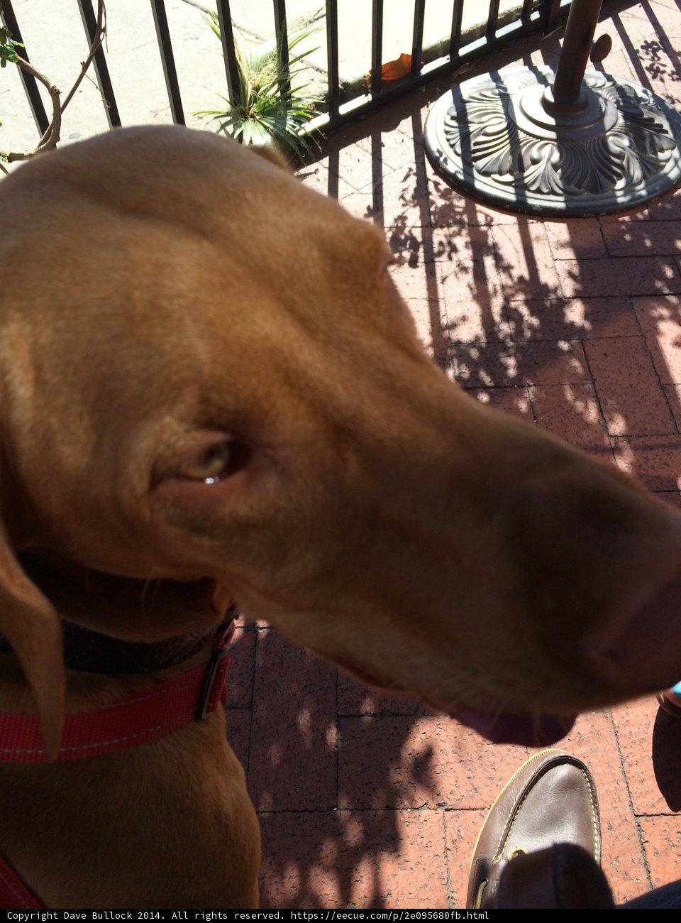 Red Collar Hound on the Porch