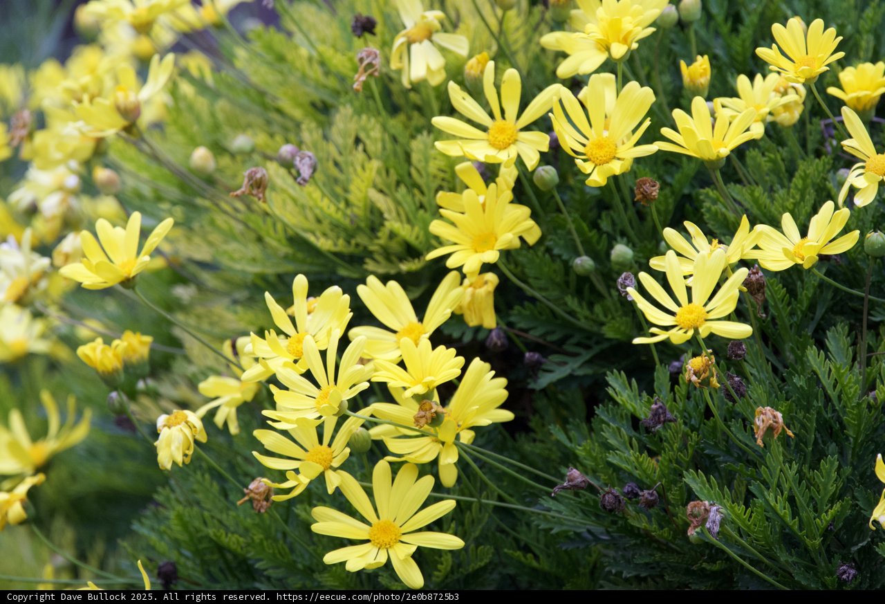 Golden Dance of Daisy Petals
