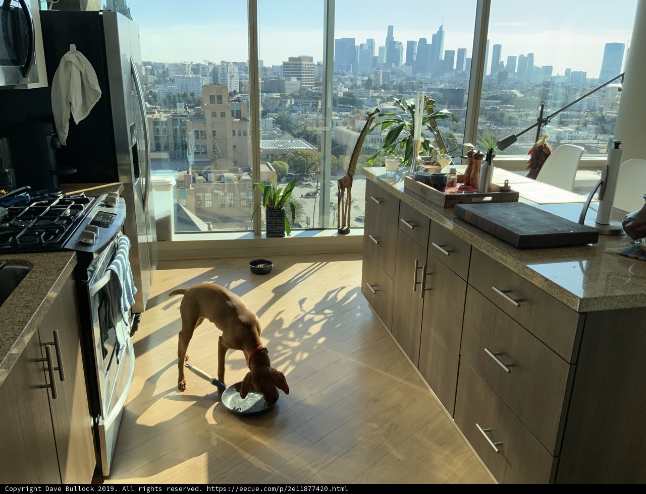 Urban Canine Kitchen View