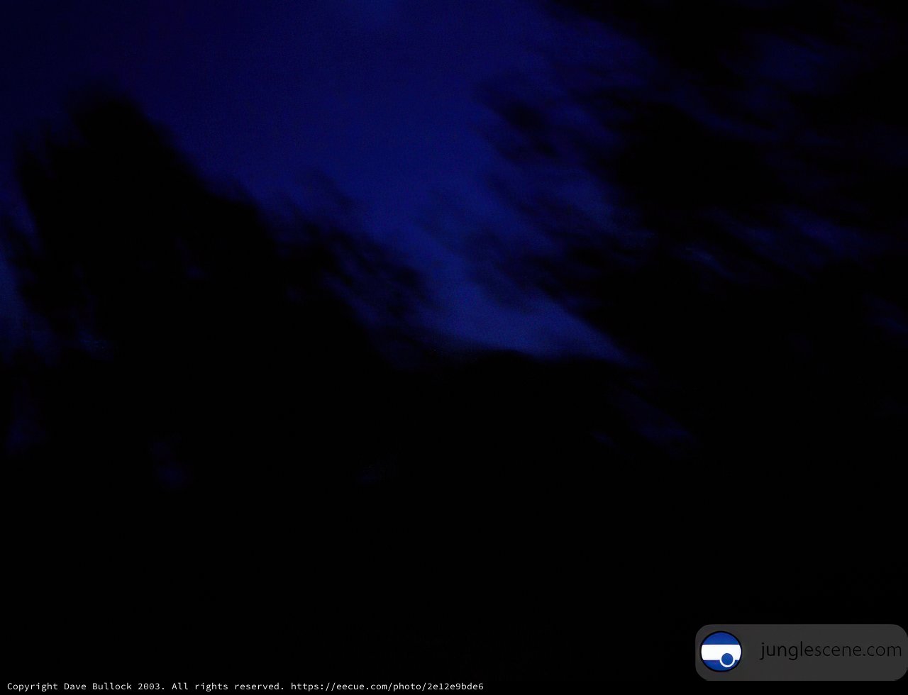 Nighttime Nature