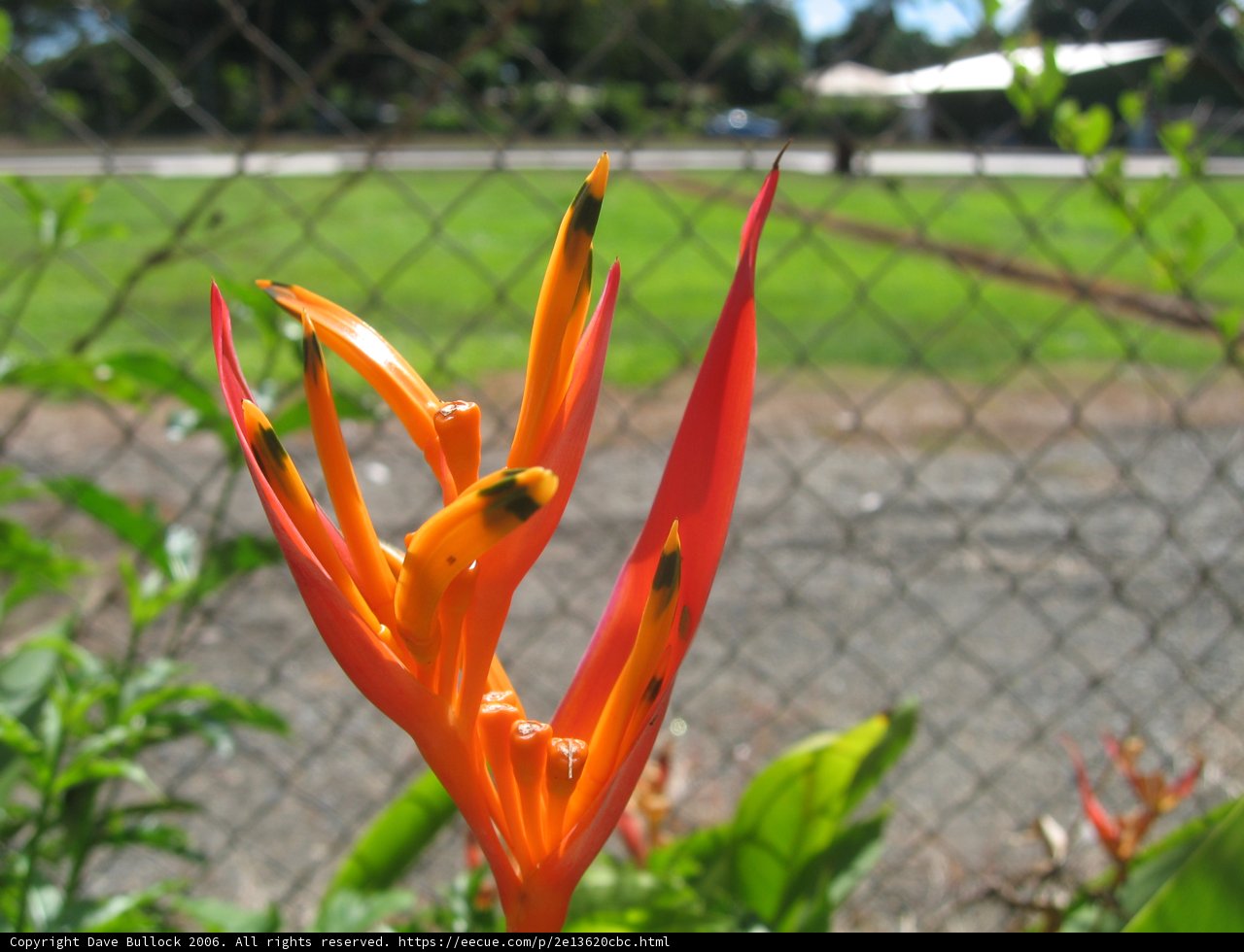 Orange Beauty in the Wild
