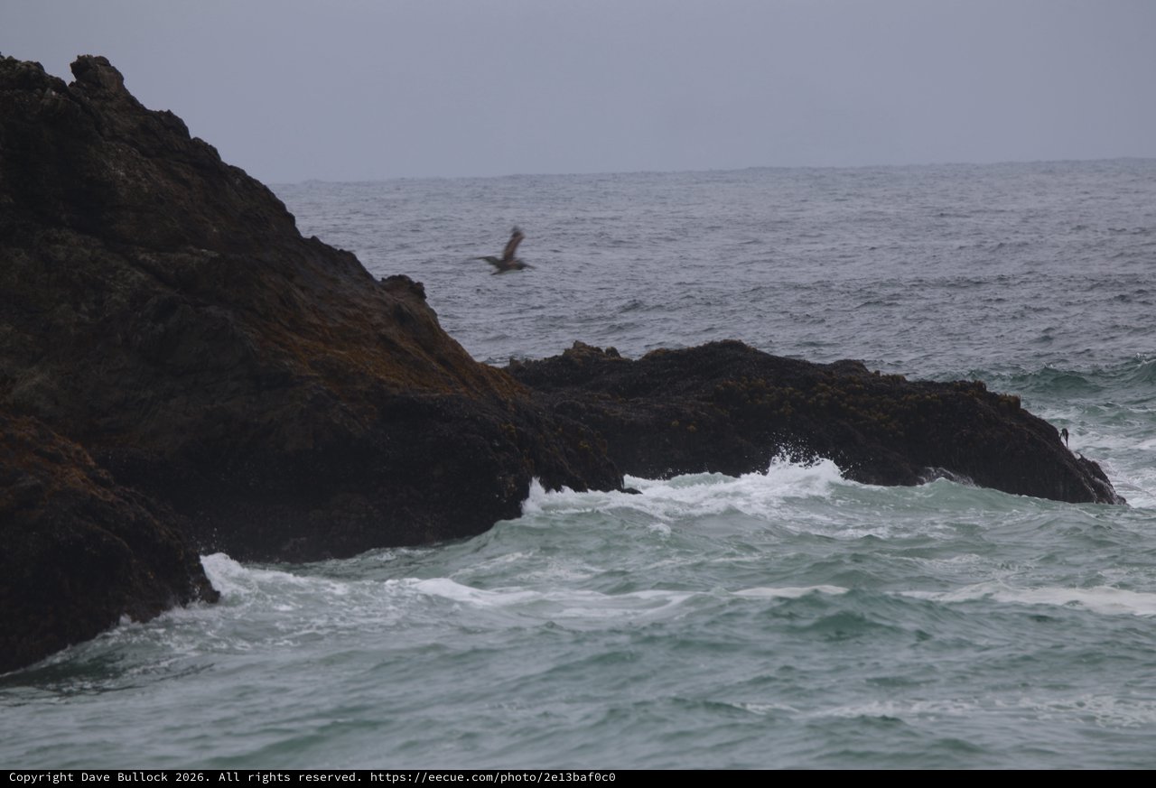 Seabird Soaring Over Rocky Coastal Outcrops