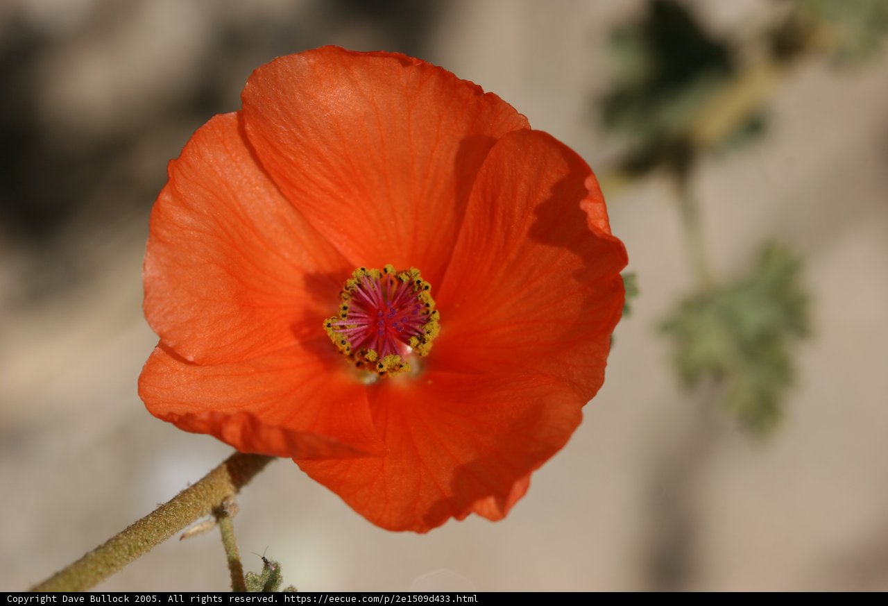 Sunny Splendor