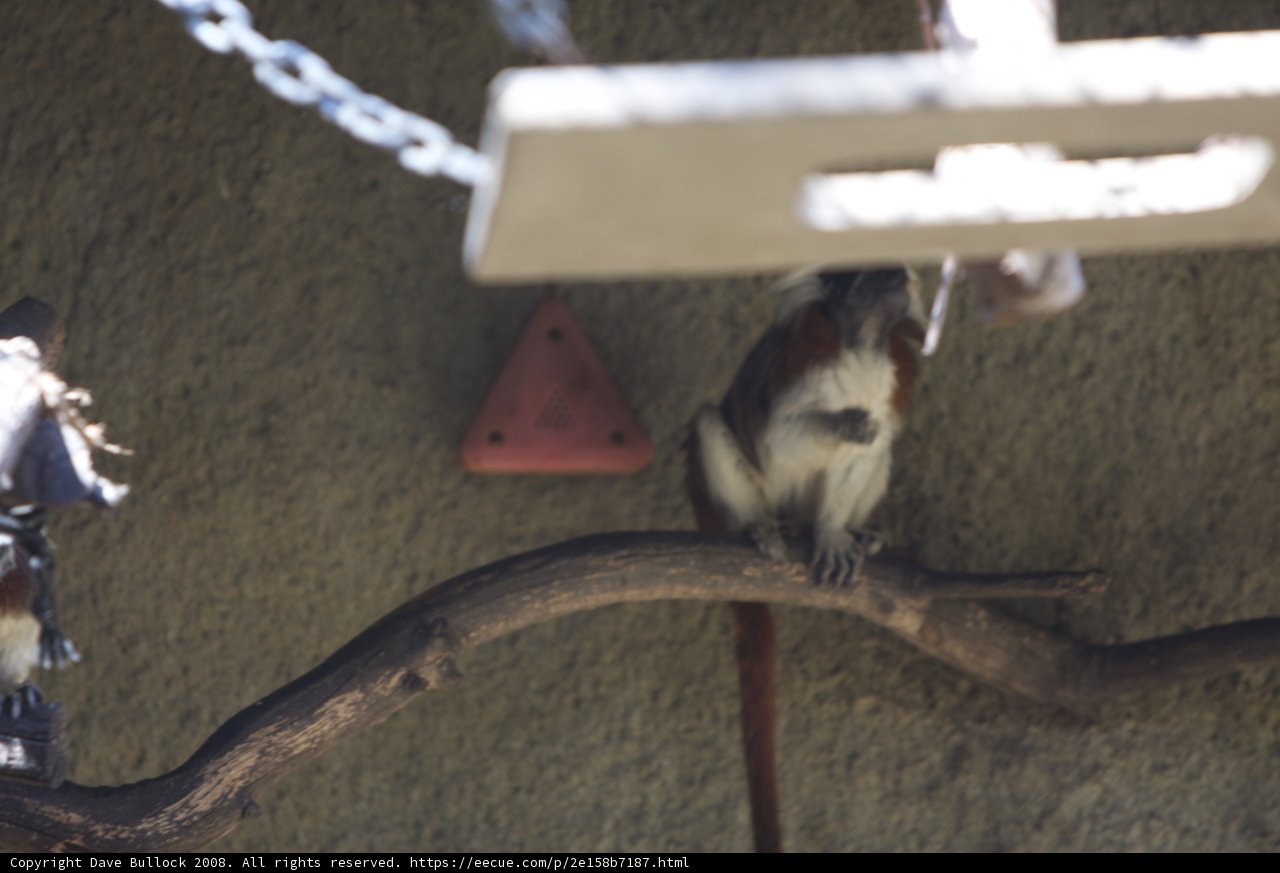 Monkeying Around at the Zoo