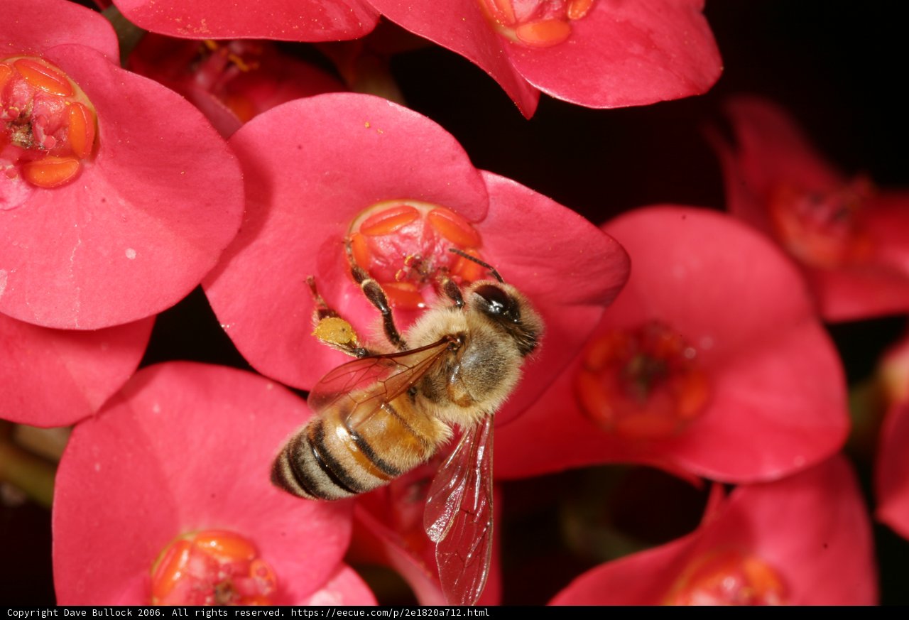 Bee on a Pink Flower