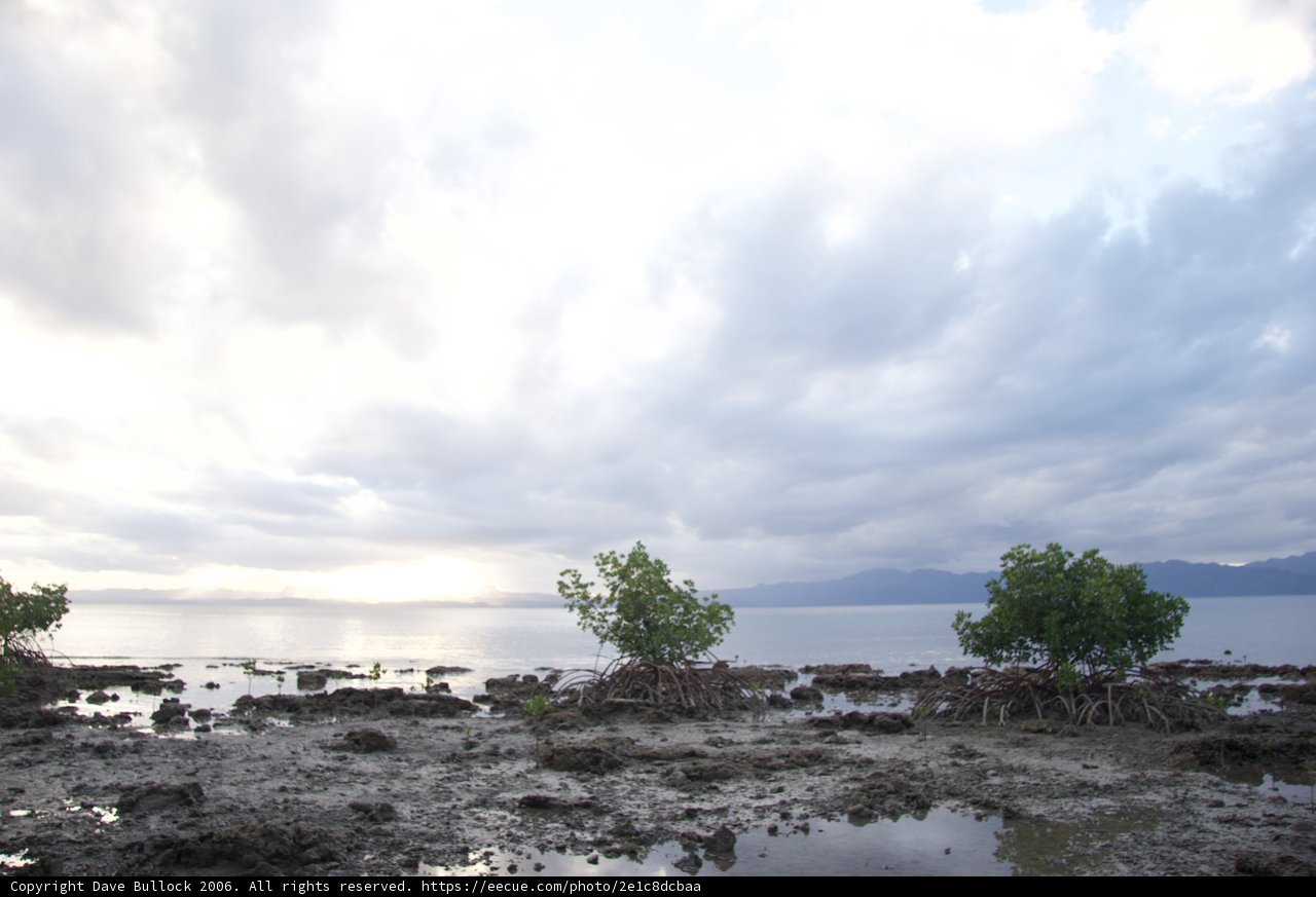 Serene beach with lush greenery
