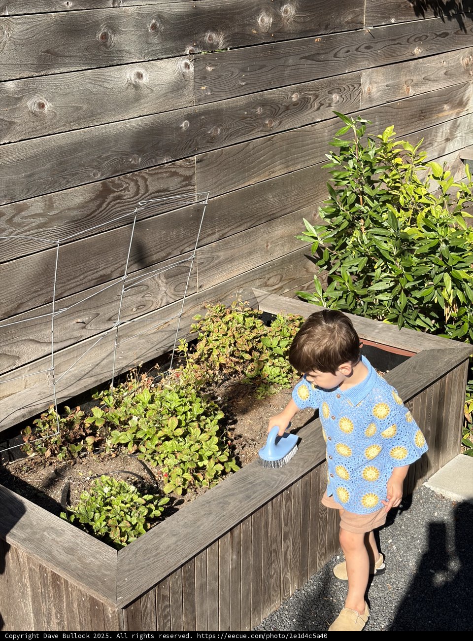 Little Gardener in Action