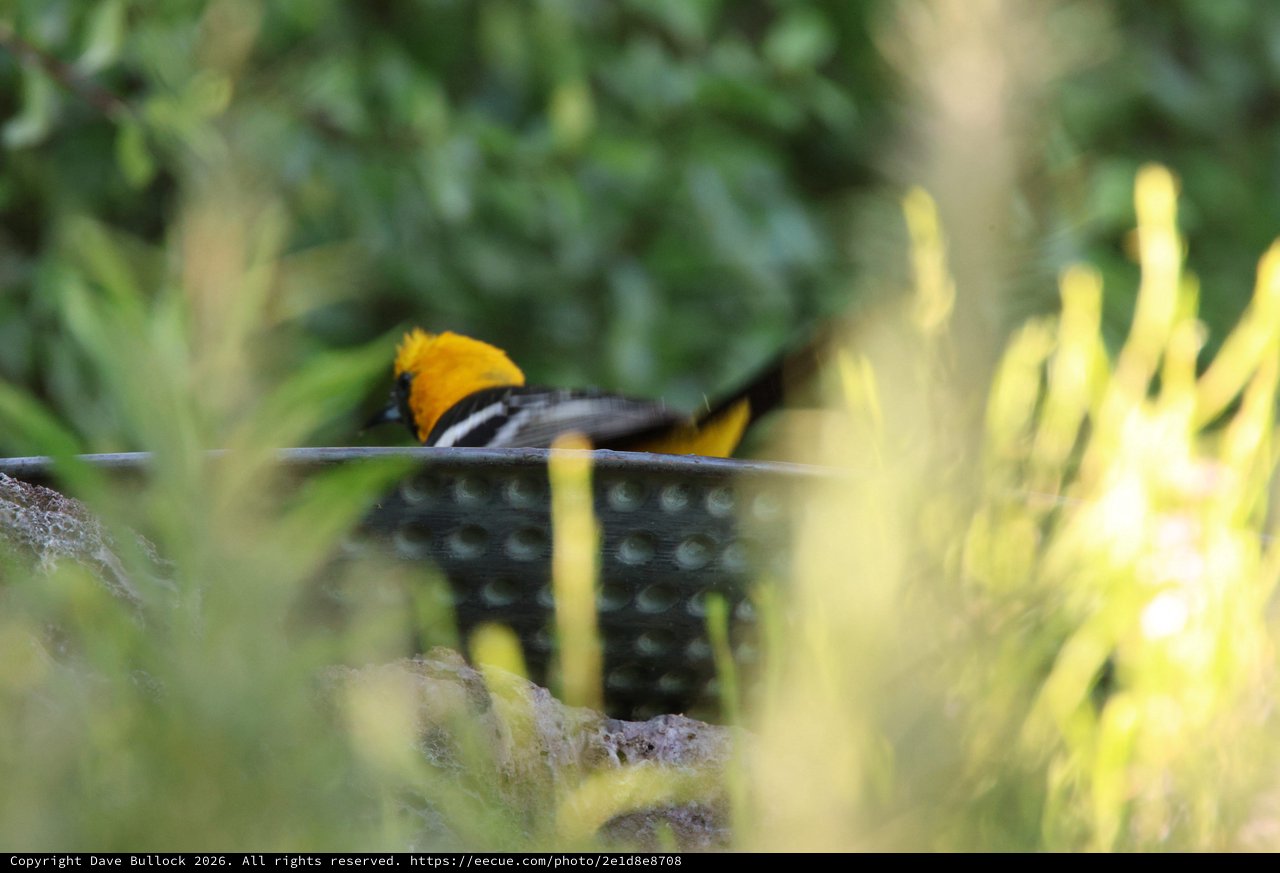 Hooded Oriole Perched Among Yellow Flowers in Garden