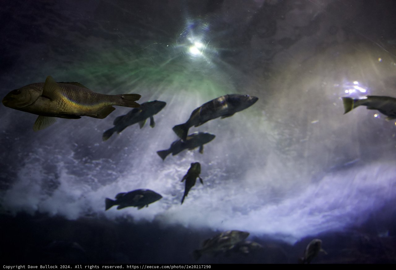 Aquatic Ballet at the Aquarium of the Bay, 2024
