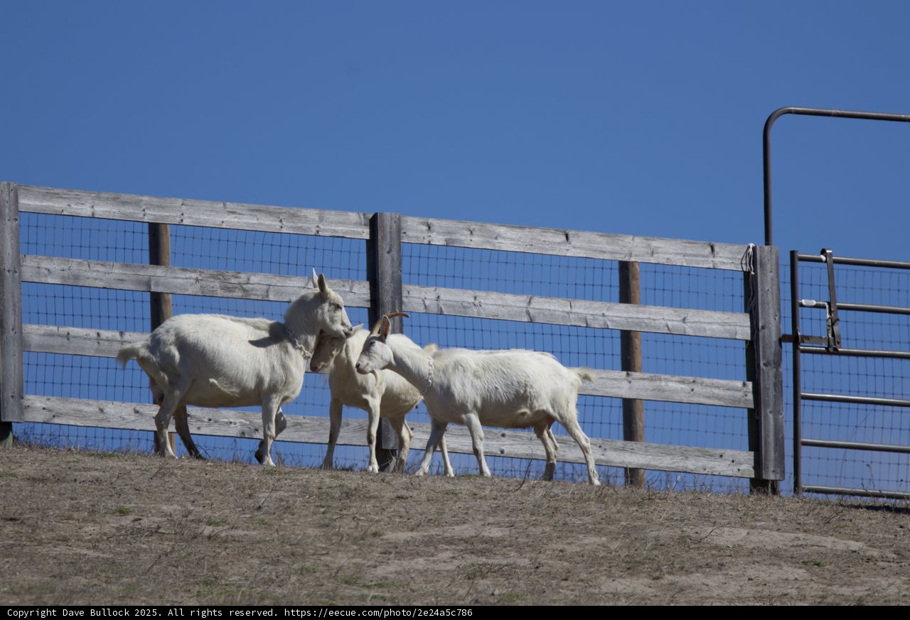 Pastoral Harmony: A Day at Carmel Valley Ranch