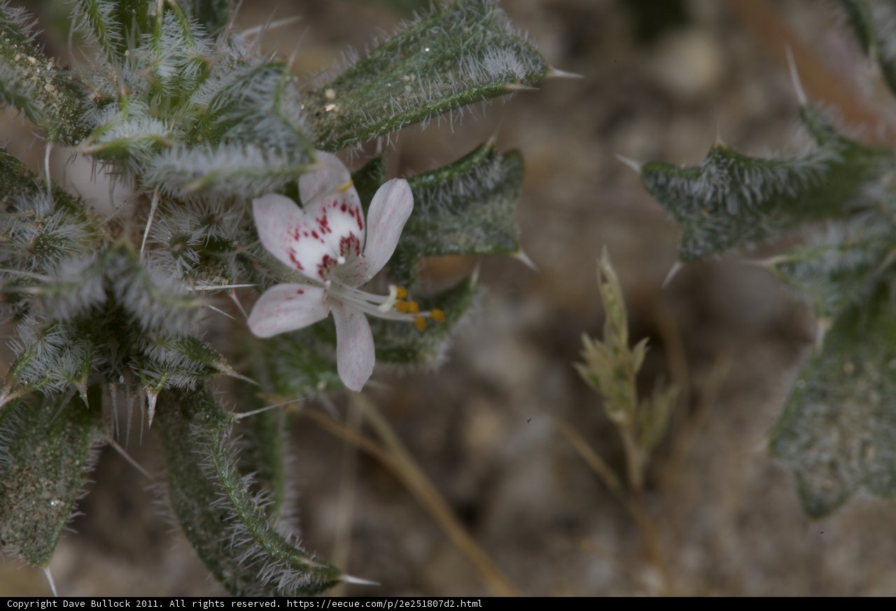 Geranium Flower in Anza