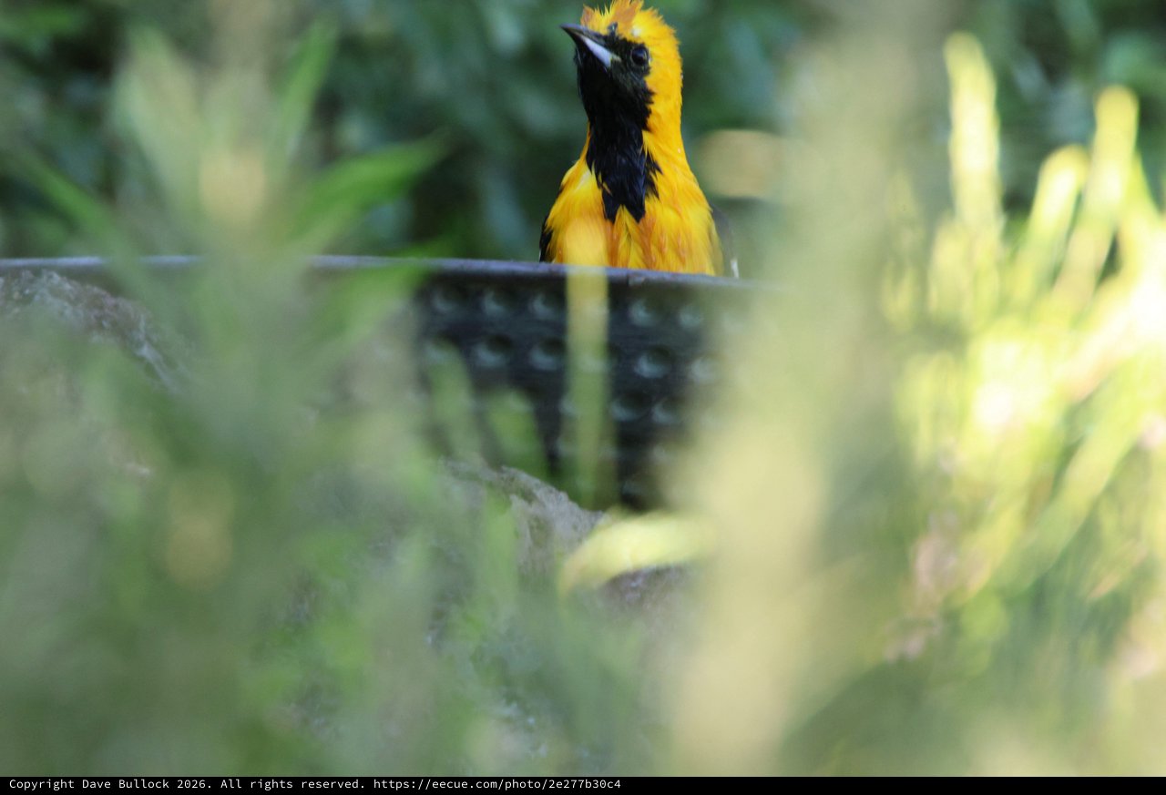 Hooded Oriole Perched Through Foliage in Urban Setting