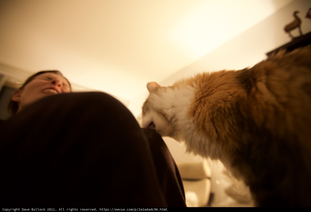 A Feline Companion