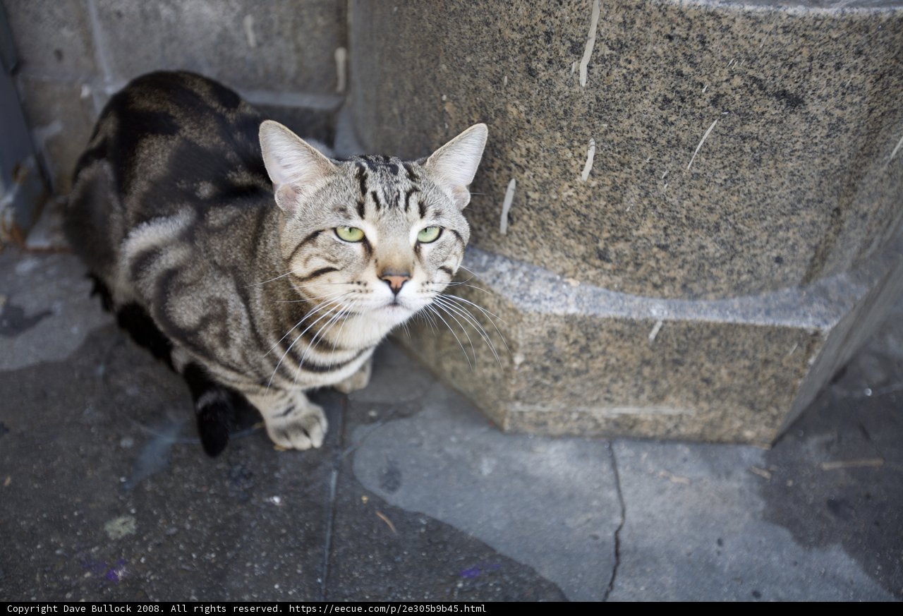 Classic Abyssinian Cat