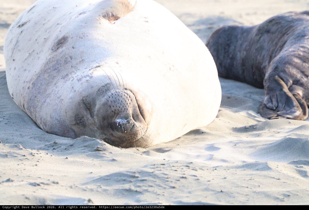 Elephant Seal Resting on Drakes Beach Sand