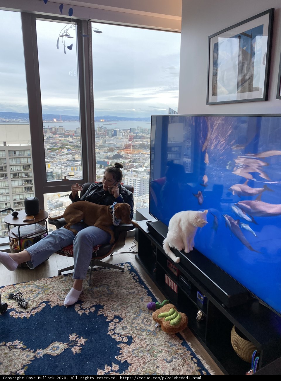 Cozy Night with Man's Best Friend