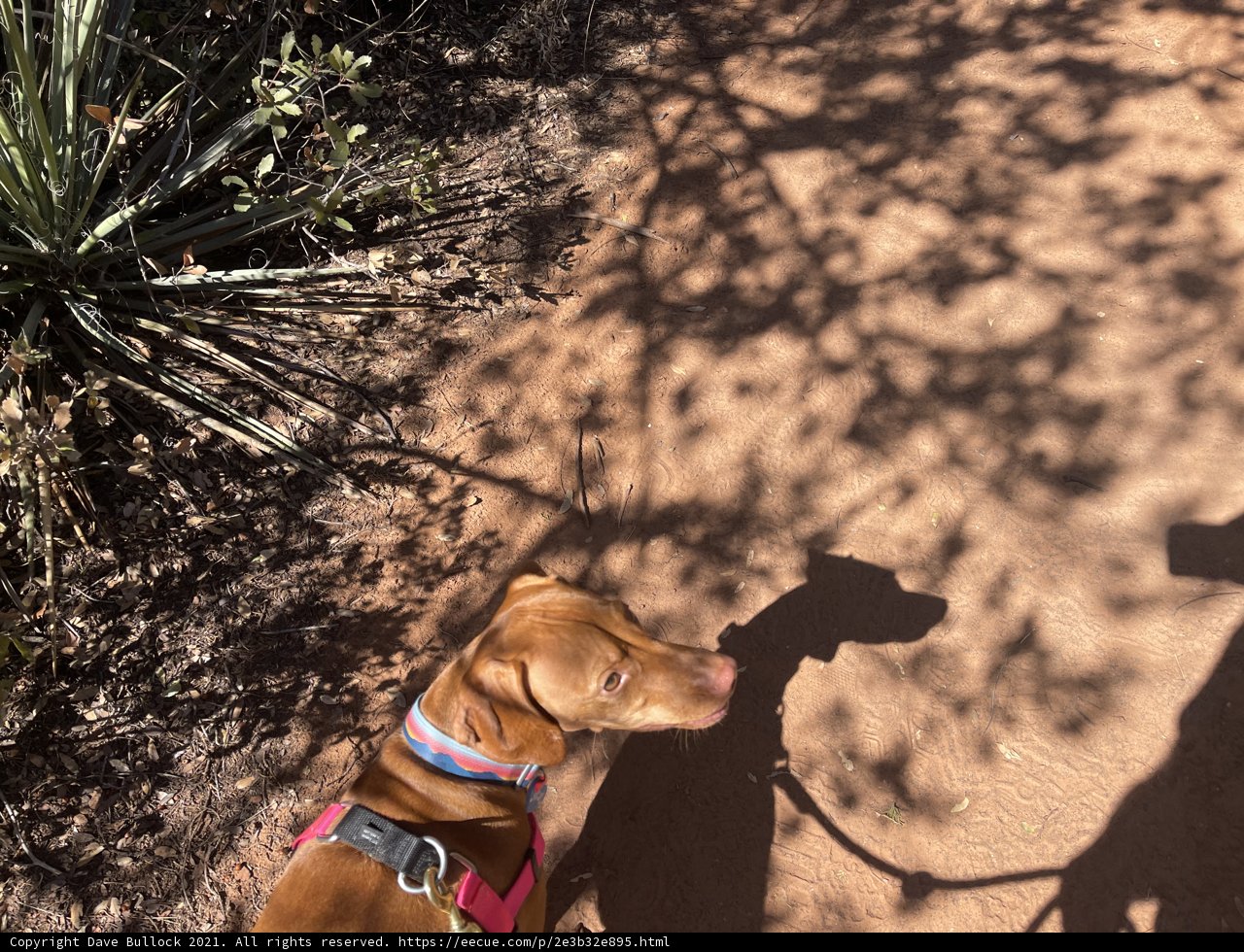 A Hound's Stroll Through Sedona