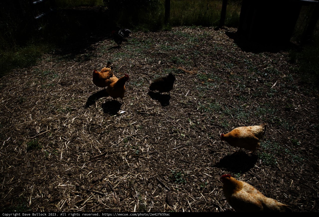 Free-Range Chickens Enjoying the Morning Sunshine