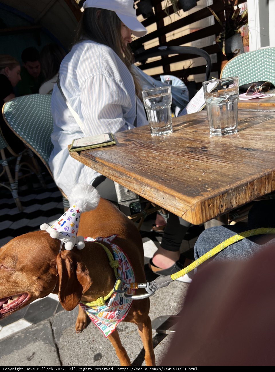 Birthday Hound